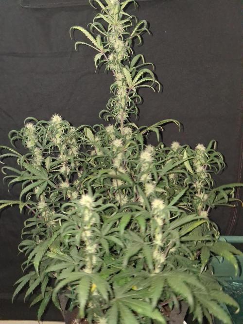 Love growing weed. Week 6
