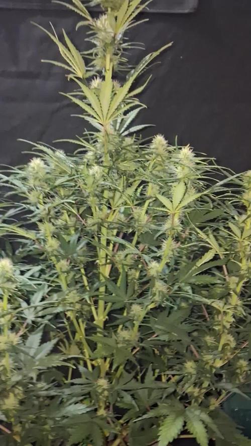 Love growing weed