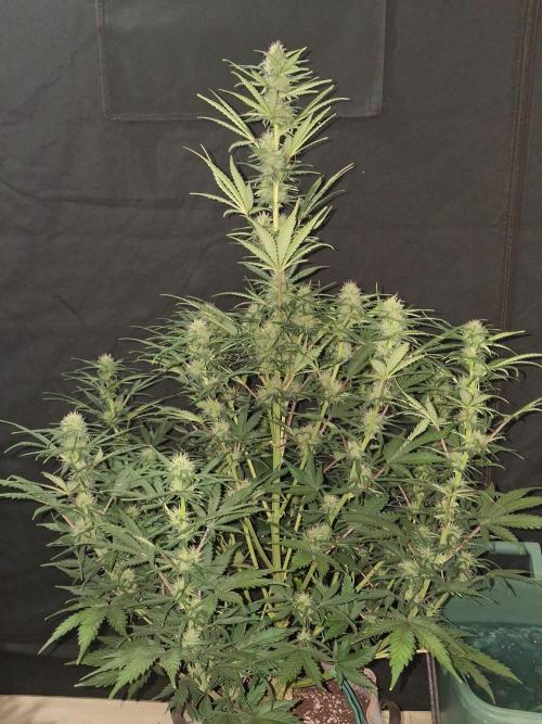 Love growing weed. Week 6