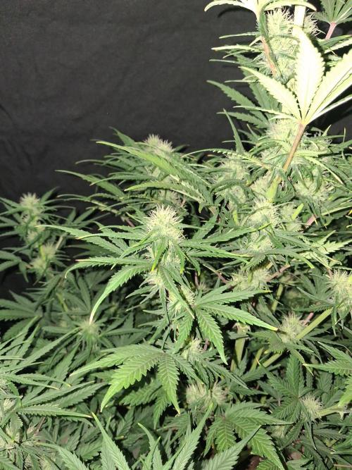 Love growing weed. Week 6