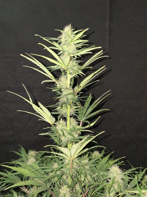 Love growing weed. Week 6