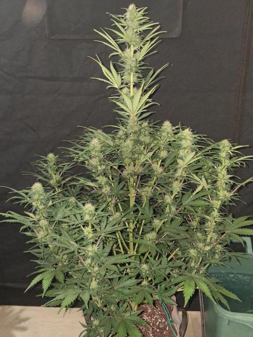 Love growing weed. Week 6