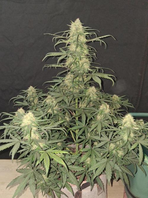 Love growing weed. Week 6