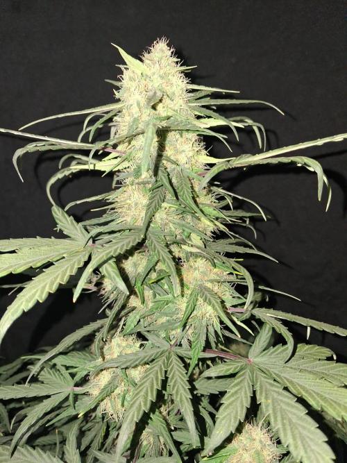 Love growing weed. Week 6