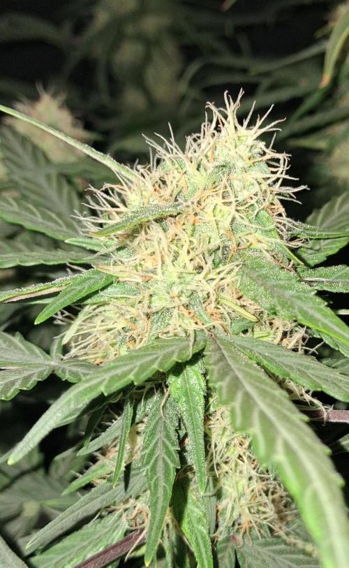 Love growing weed. Week 6