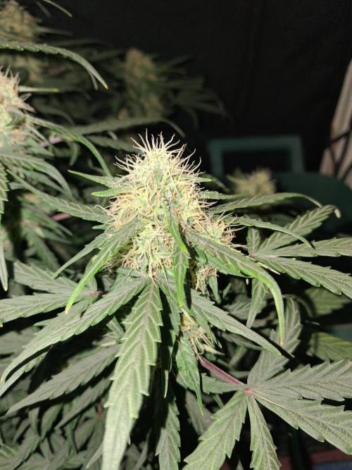 Love growing weed. Week 6