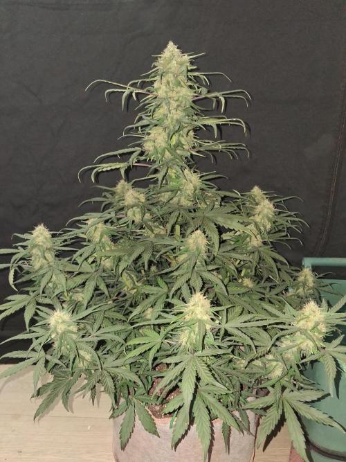 Love growing weed. Week 6
