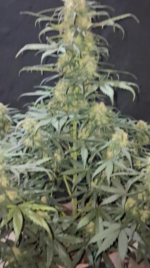 Love growing weed