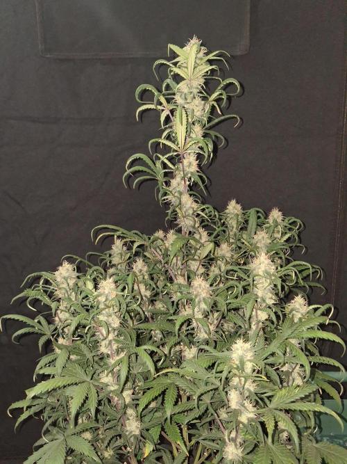 Love growing weed. Week 7