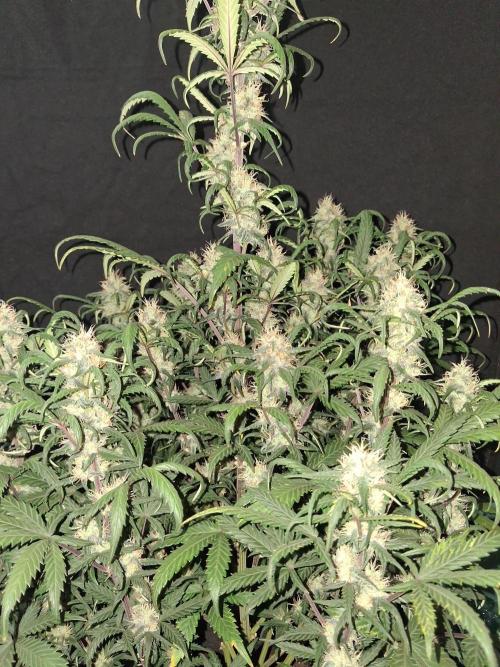Love growing weed. Week 7