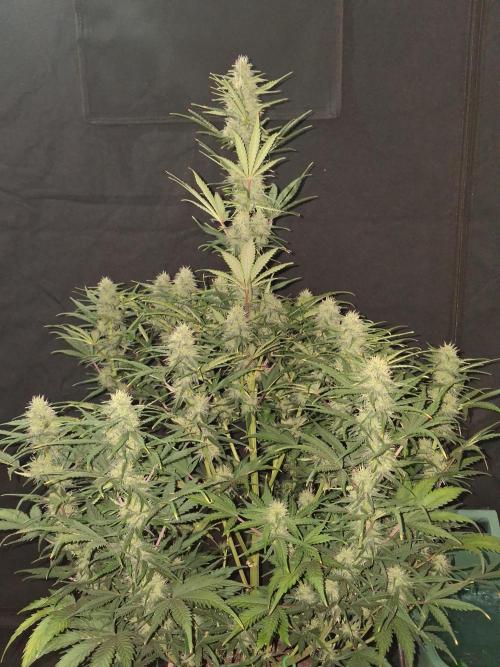 Love growing weed. Week 7