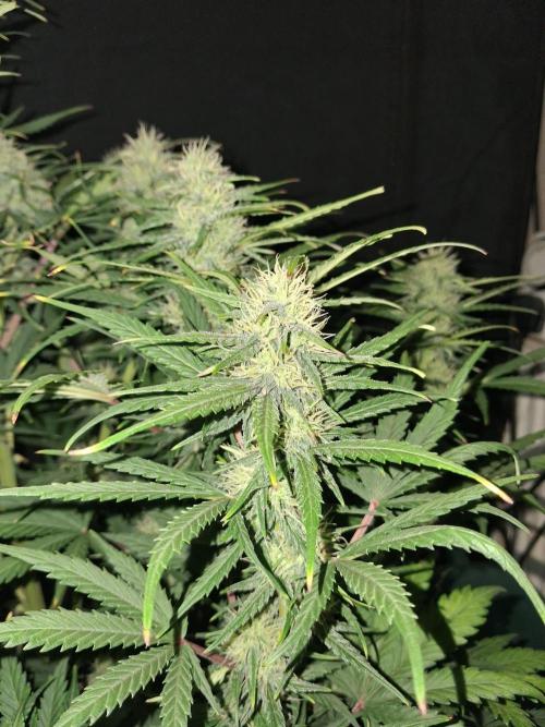 Love growing weed. Week 7