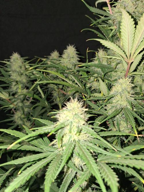 Love growing weed. Week 7