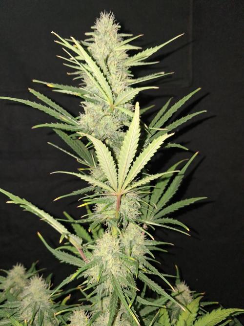 Love growing weed. Week 7