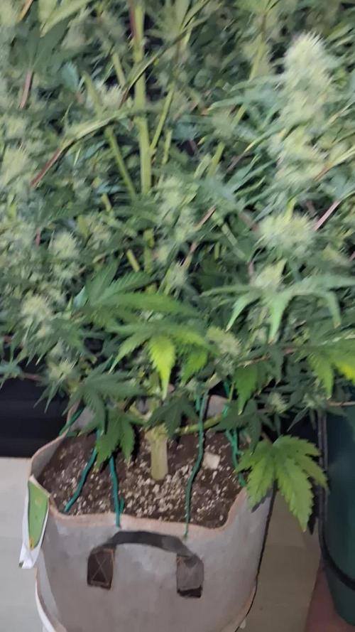 Love growing weed