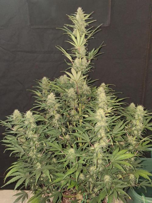 Love growing weed. Week 7
