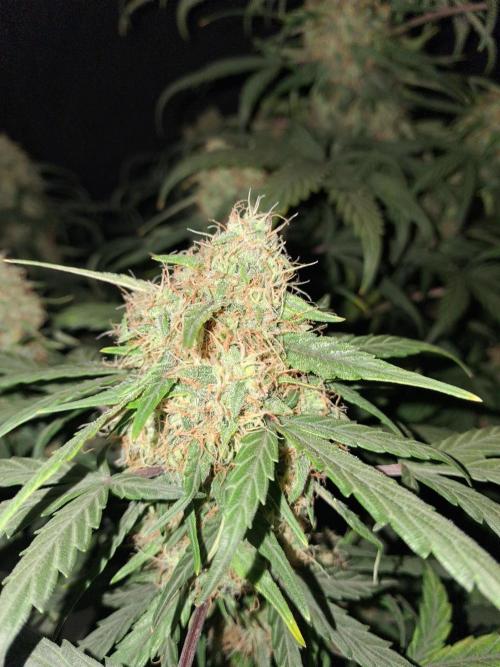 Love growing weed. Week 7