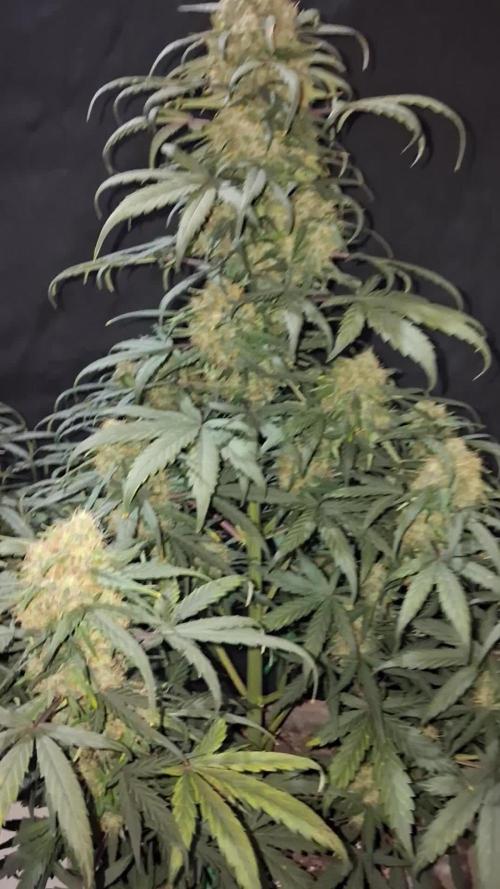 Love growing weed