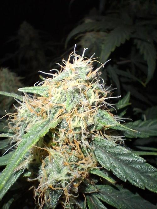 Love growing weed. Week 7