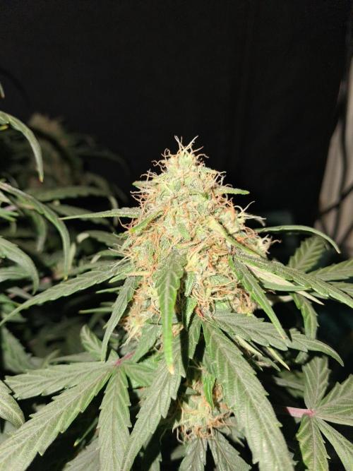 Love growing weed. Week 7