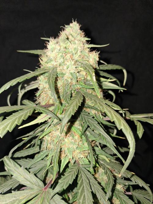 Love growing weed. Week 7