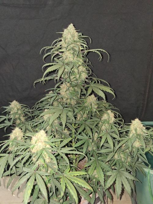 Love growing weed. Week 7