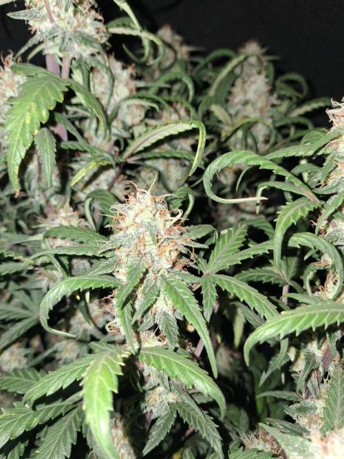 Love growing weed. Week 8