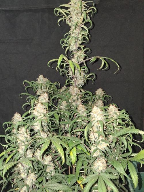 Love growing weed. Week 8