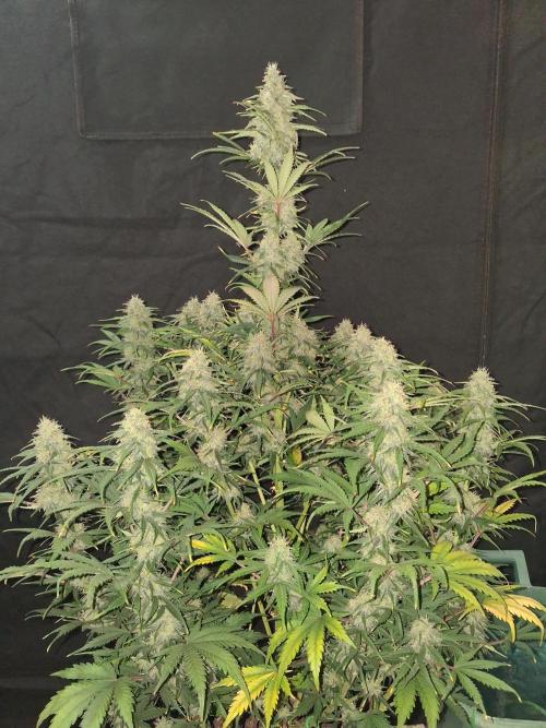 Love growing weed. Week 8
