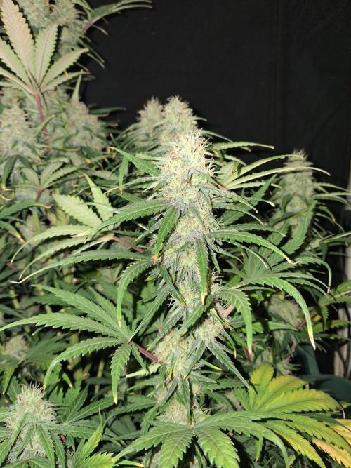 Love growing weed. Week 8