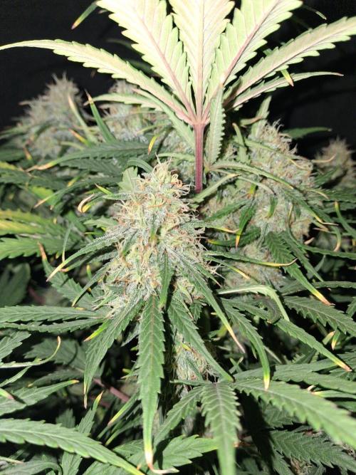 Love growing weed. Week 8