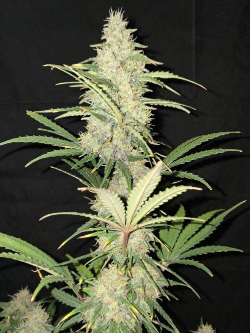 Love growing weed. Week 8