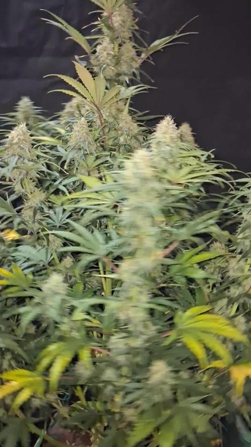 Love growing weed