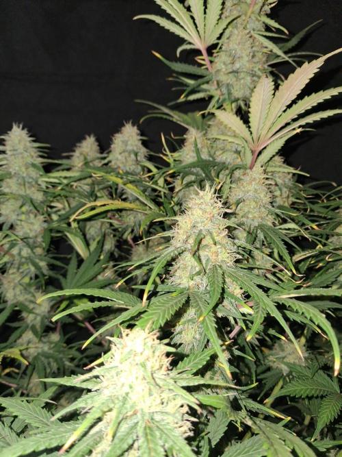 Love growing weed. Week 8