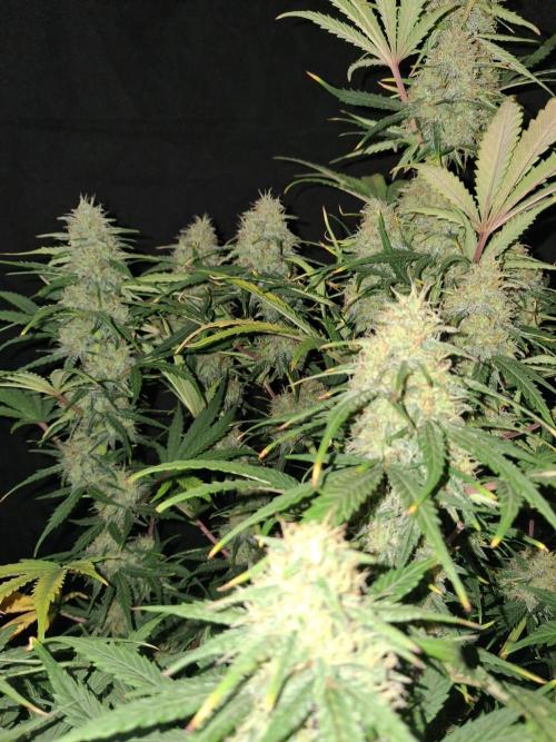 Love growing weed. Week 8