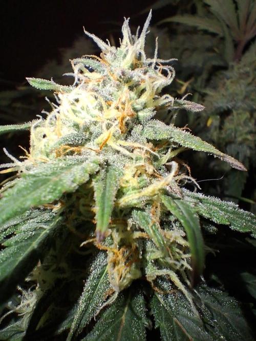 Love growing weed. Week 8
