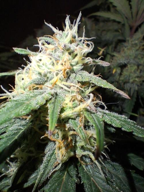Love growing weed. Week 8