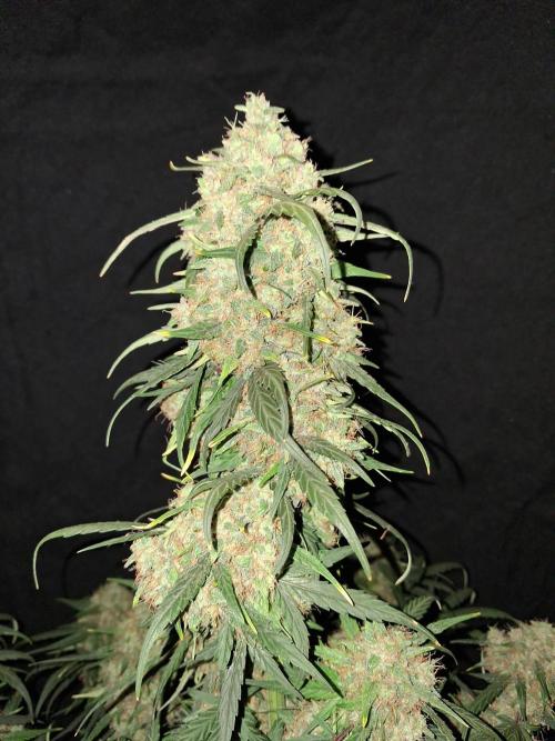 Love growing weed. Week 8