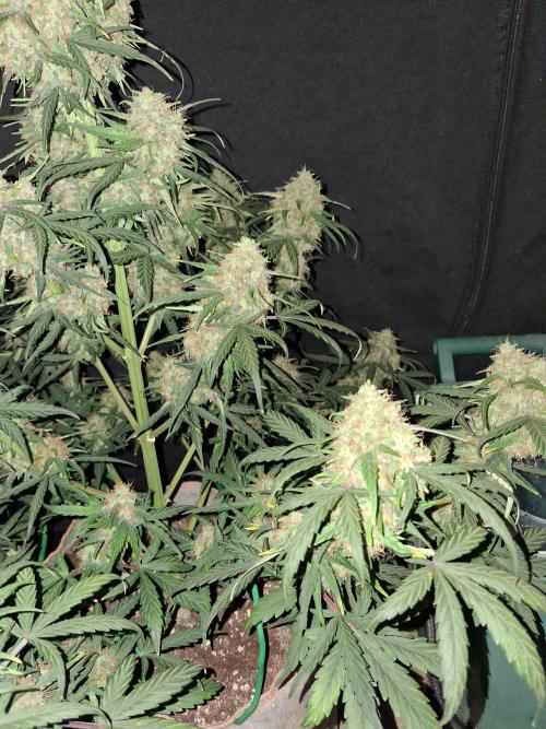 Love growing weed. Week 8