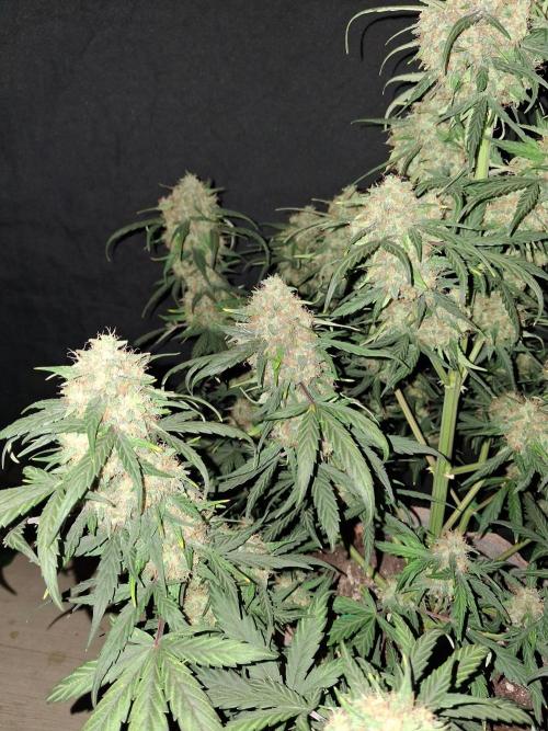 Love growing weed. Week 8
