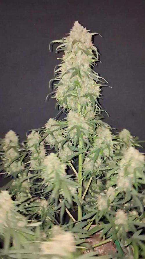 Love growing weed