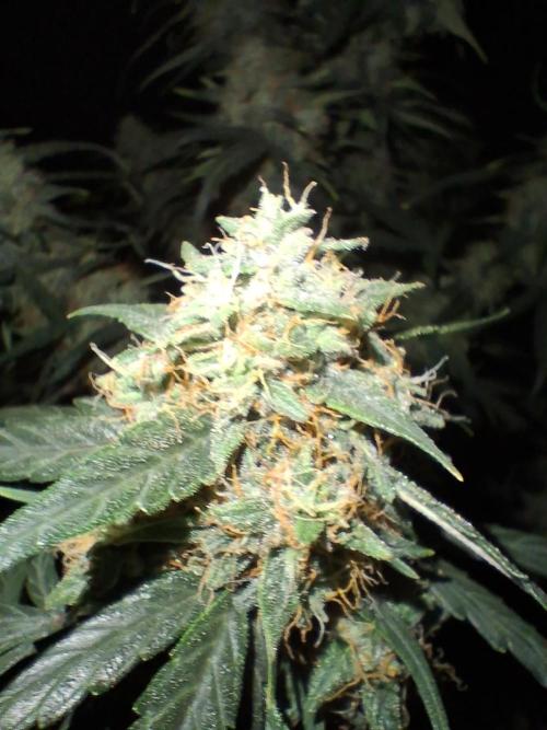 Love growing weed. Week 8