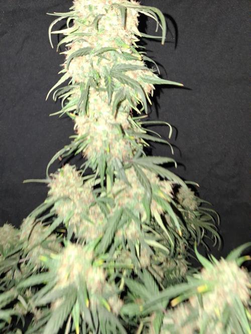 Love growing weed. Week 8