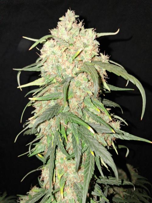 Love growing weed. Week 8