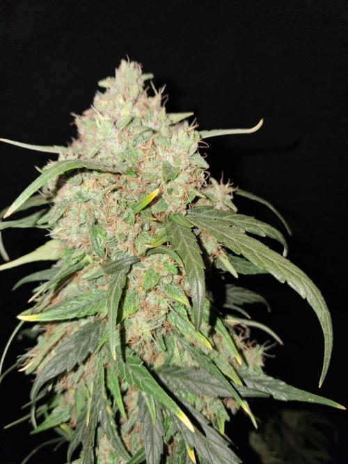 Love growing weed. Week 8