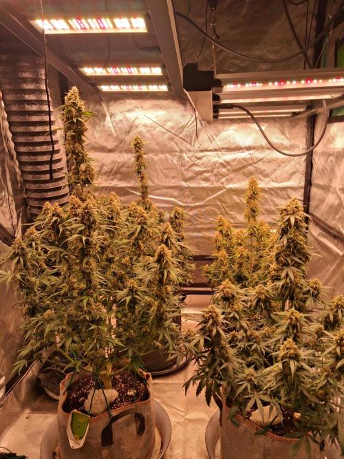 Love growing weed. Week 8