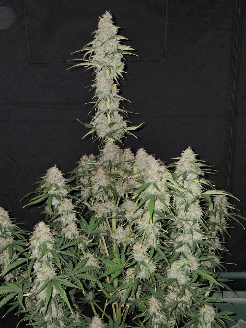Love growing weed. Week 9