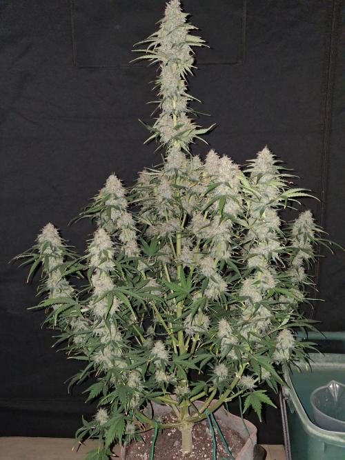 Love growing weed. Week 9