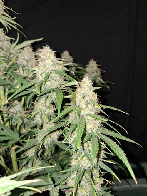 Love growing weed. Week 9