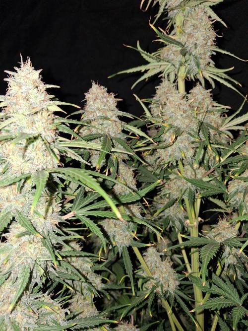 Love growing weed. Week 9